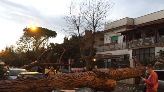 Un pino secolare caduto in via Palermo a Ladispoli