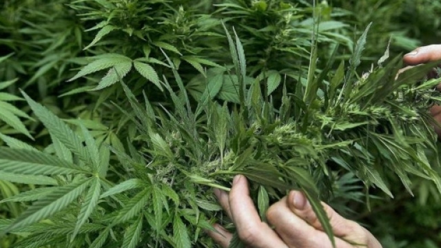La cannabis medica presto distribuita in ogni farmacia in Piemonte