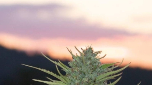 marijuana legale in california