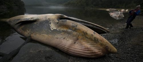 Mystery whale deaths: Is climate change the cause? | Patagonia&acute;s ... - patagonjournal.com