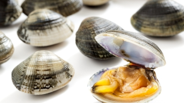 Le Vongole - Nieddittas - Le cozze del golfo di Oristano - nieddittas.it