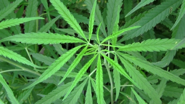 La cannabis terapeutica di Stato nelle farmacie italiane