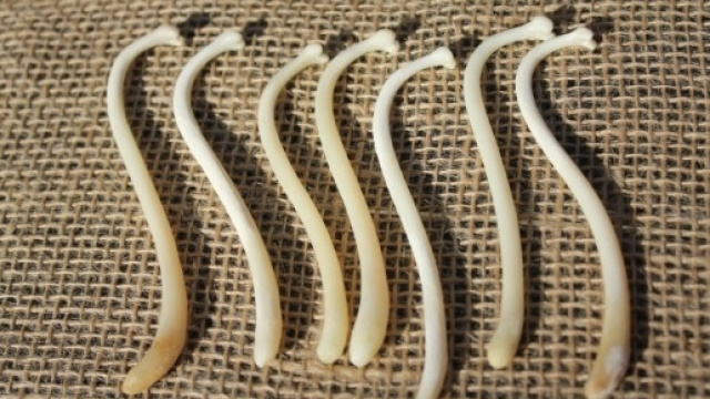 L'uomo ha perso l'osso del pene - rivistastudio