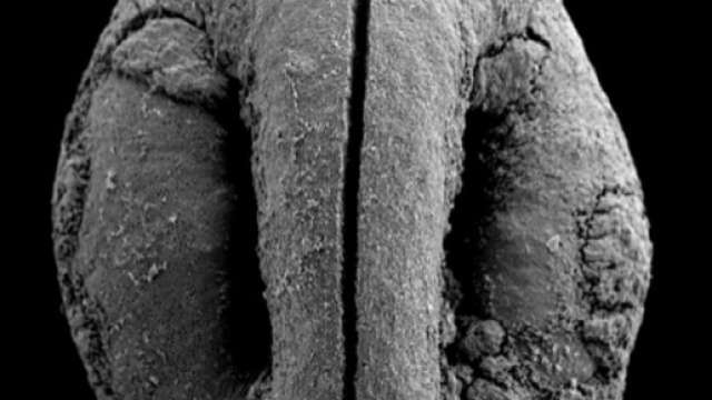 La 'vera' dieta paleolitica, non solo proteine.