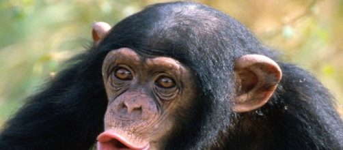 mono pueden hablar pero no saben