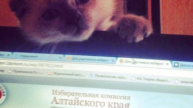 Barsik the cat is 'winning' an election for Barnaul mayor in ... - metro.co.uk