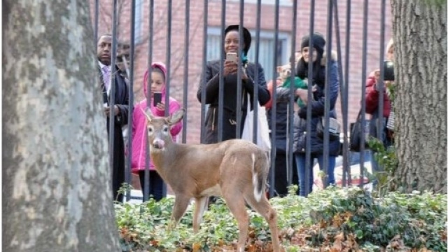 Daino condannato a morte, un pasticcio buracratico . lastampa.it