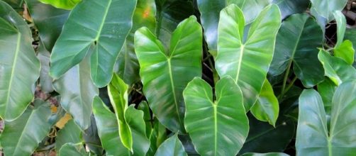 Imb&eacute; (Philodendron Oxycardium)