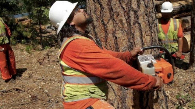 California, albero di eucalipto cade e uccide anziana