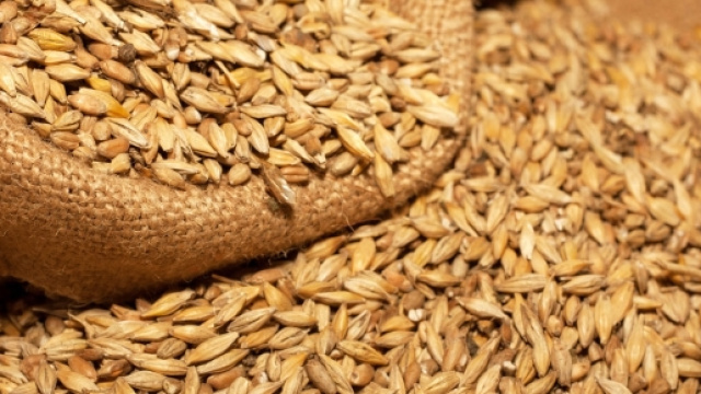 Orzo contrasta obesit&agrave; e depressione