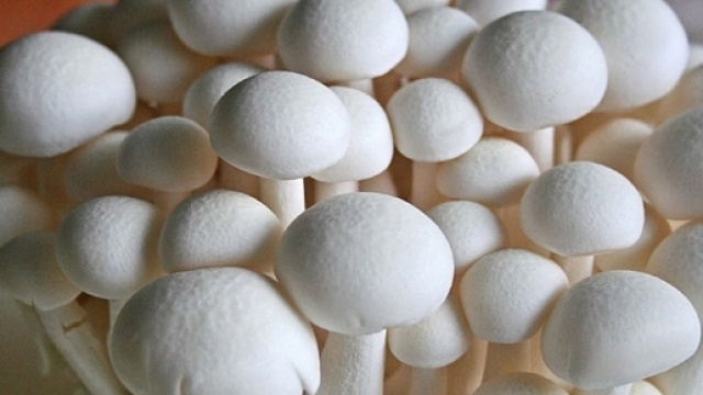 Un cespo di funghi &egrave; cresciuto sul parquet del soggiorno di una signora di Savona.