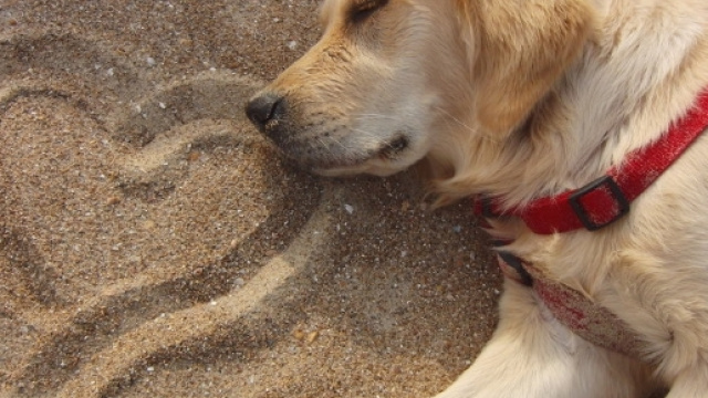 Come comunicare con la Sciuramaria-cliente - Ti presento il cane - tipresentoilcane.com