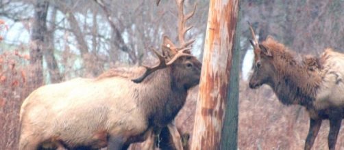 Elk in central PA, photo by author John A. McCormick
