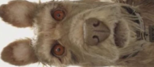 Wes Anderson's 'Isle of Dogs' Acquired by Fox Searchlight - SFGate - sfgate.com