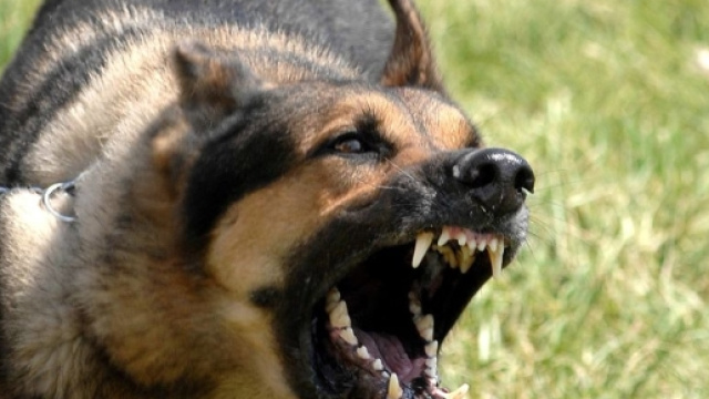 Il cane abbaia troppo? Pu&ograve; scattare il sequestro.