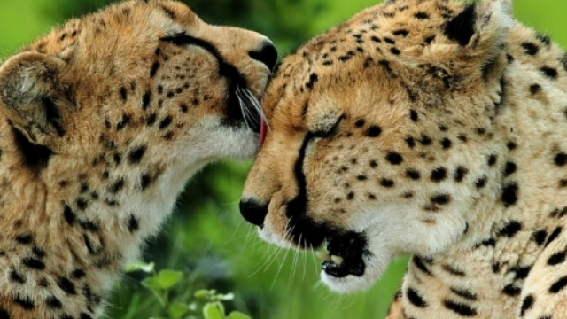 Foto Le coccole dei ghepardi e le altre grandi foto della ... - nationalgeographic.it