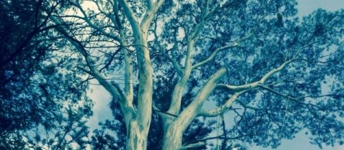 Un &aacute;rbol, una vida con ramas y hojas.