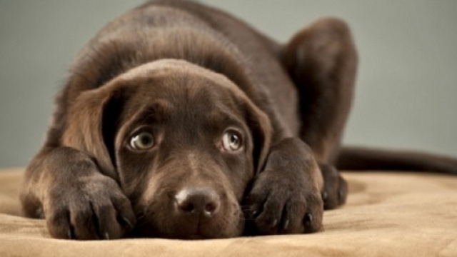 I botti di capodanno molestano i nostri animali domestici