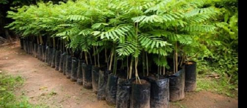 Imagens da carborinha atualmente a planta &eacute; muito encontrada no sul e sudeste do Brasil.