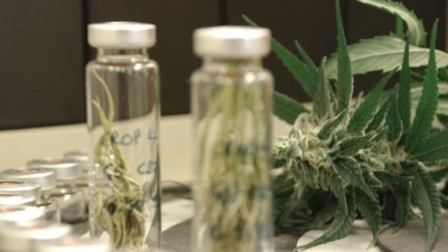 Cannabis, da gennaio disponibile nelle farmacie