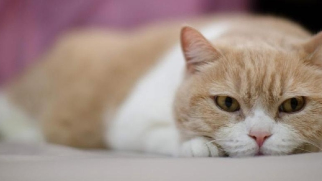 Possibile primo caso di trasmissione di aviaria da un gatto a una ... - lastampa.it