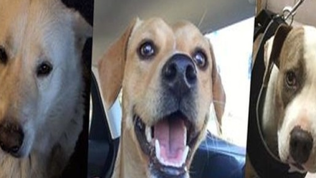 Cani abusati in California, salvati dai volontari