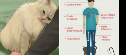 De acordo com pesquisas o ronronar dos gatos faz bem para a sa&uacute;de