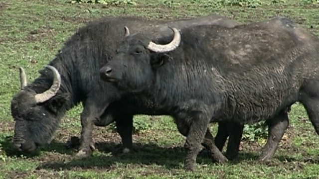 M5S, a capodanno scoppia la guerra delle bufale