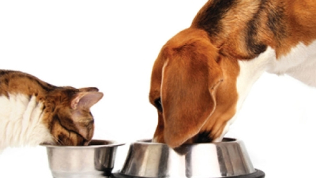 L'alimentazione di cani e gatti: i miti da sfatare. Ecco come ... - ilpiacenza.it