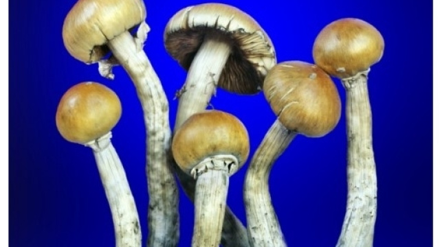 L'azione psichedelica dei funghi allevia l'ansia e la depressione - focus.it