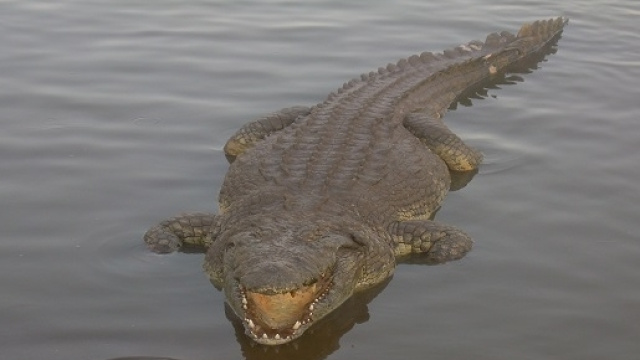 Un bellissimo esemplare di coccodrillo, uno degli "amici" di JJ McDonald