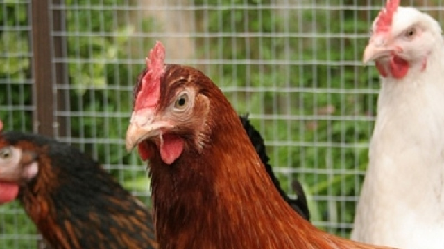 Polli e galline in allevamento