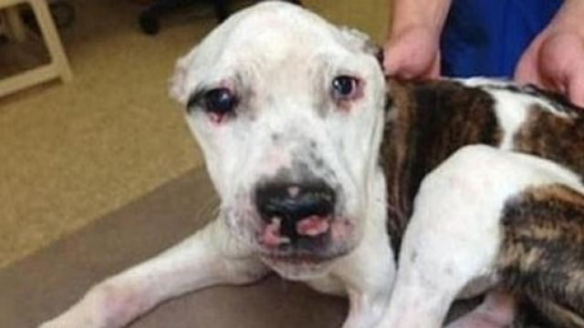 cane Archivi &ndash; Pagina 2 di 5 &ndash; AnimaleSalvo - animalesalvo.it