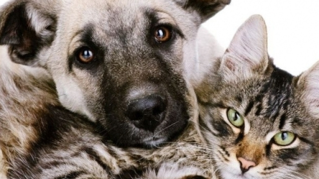 L'importanza di cani e gatti nella vita dell'uomo: lo dice anche la ricerca.