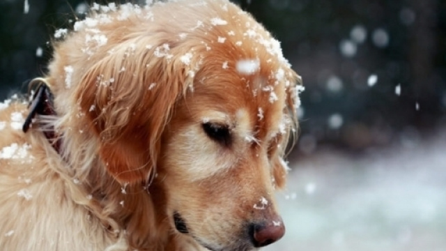 Come proteggere il cane dal freddo invernale - petformance.eu