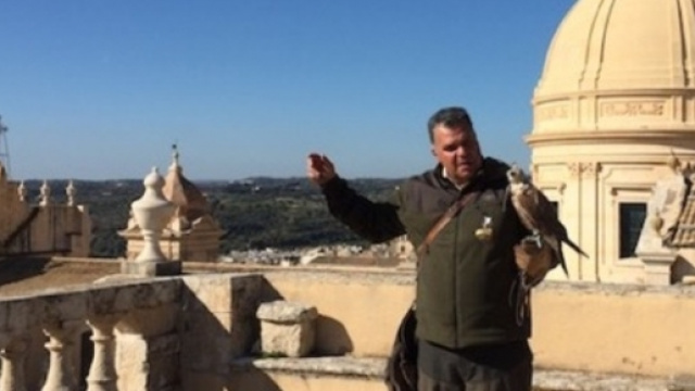 Un falco si prepara a volare su Noto