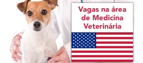 Vagas nos EUA para profissionais de veterin&aacute;ria.