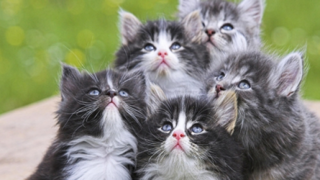 Tutto il programma del festival felino a Milano.