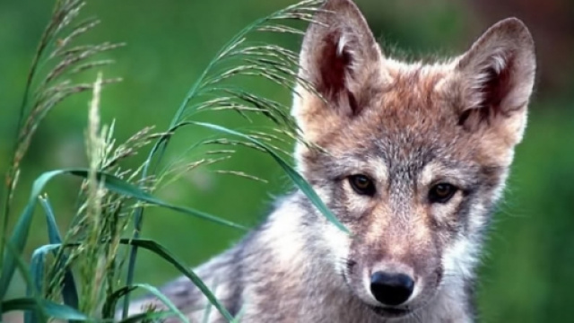 Piano di uccisione dei lupi in Italia