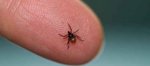 Garrapata Borrelia Mayonii y enfermedad de Lyme