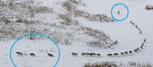 La foto de la manada de fotos viral en facebook