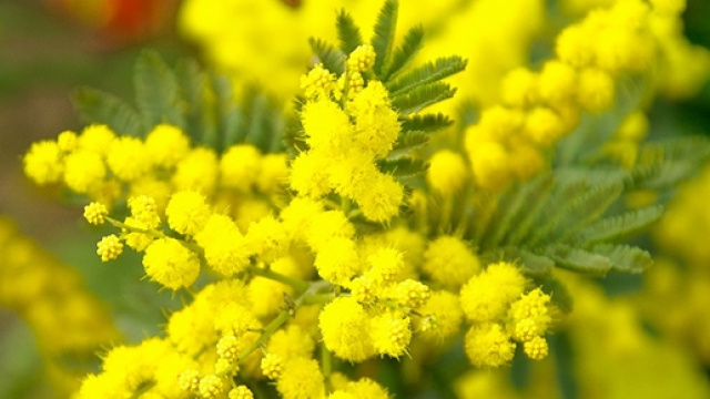 Giornata Internazionale della Donna l'8 marzo