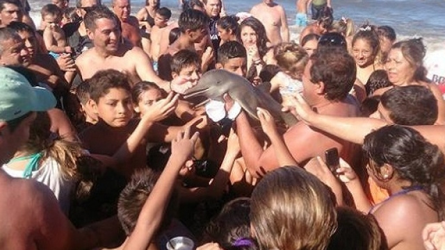 Il delfino raccolto sulla spiaggia Argentina