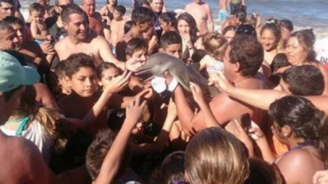 La folla tiene in mano il delfino per fotografarlo