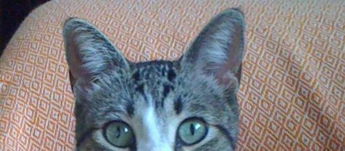 Me pareci&oacute; ver un lindo gatito