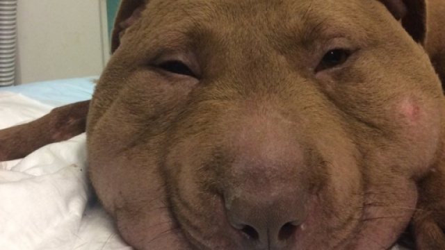 La piccola Palla appena giunta in clinica.