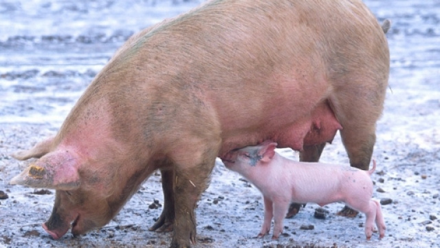 La carne di maiale al centro delle polemiche