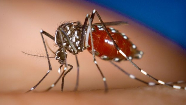 Le zanzare sono il principale vettore dello zika