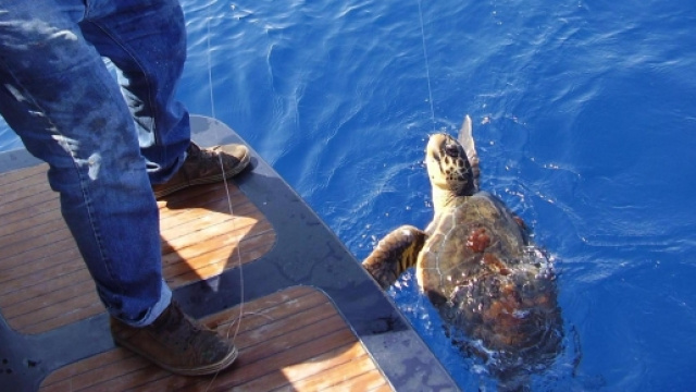 Tartarughe marine salvate a Napoli