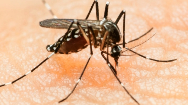 Un esemplare di zanzara Aedes aegypti